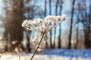 Frosty grass in snowy forest, cold weather in sunny morning. Tranquil winter nature in sunlight. Inspirational natural winter garden, park. Peaceful cool ecology landscape background. photo