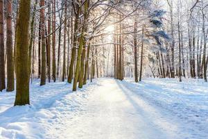 Frosty trees in snowy forest, cold weather in sunny morning. Tranquil winter nature in sunlight. Inspirational natural winter garden or park. Peaceful cool ecology nature landscape background. photo