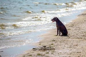 dog watching the summer vacation view on the beach, thinking about life photo