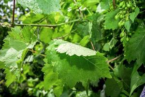 uvas verdes y hojas sobre fondo de marco de vid de uva foto