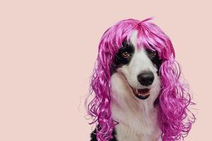 Pet dog border collie wearing colorful curly lilac wig isolated on pink background. Funny puppy in pink wig in carnival or halloween party. Emotional pet muzzle. Grooming barber hairdresser concept. photo