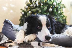 Funny portrait of cute puppy dog border collie lying down near Christmas tree at home indoors. Preparation for holiday. Happy Merry Christmas time concept. photo
