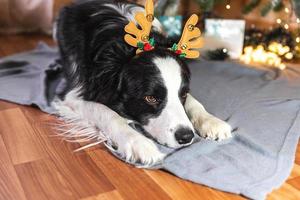 Funny cute puppy dog border collie wearing Christmas costume deer horns hat lying down near christmas tree at home indoors background. Preparation for holiday. Happy Merry Christmas concept. photo