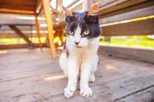 Arrogant short-haired domestic beautiful tabby cat sitting on wooden floor background photo