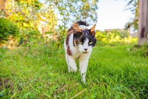 un hermoso gato atigrado doméstico de pelo corto y arrogante se cuela a través del fondo del prado de hierba verde fresca foto