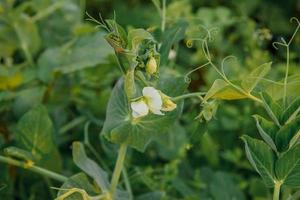 concepto de jardinería y agricultura. guisantes orgánicos maduros frescos y verdes perfectos listos para cosechar en rama en el jardín. producción de alimentos caseros vegetarianos veganos. el jardín local produce vainas de guisantes limpias. foto