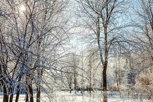 Frosty trees in snowy forest, cold weather in sunny morning. Tranquil winter nature in sunlight. Inspirational natural winter garden or park. Peaceful cool ecology nature landscape background. photo
