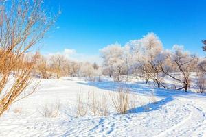 Frosty trees in snowy forest, cold weather in sunny morning. Tranquil winter nature in sunlight. Inspirational natural winter garden or park. Peaceful cool ecology nature landscape background. photo