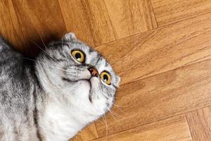 Surprised Cat lying on the floor, close up. British cat lying on the floor with copy space photo