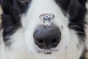 Will you marry me. Funny portrait of cute puppy dog border collie holding wedding ring on nose isolated on white background. Engagement, marriage, proposal concept photo