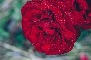 Beautiful red rose flowers with drops after rain in summer time. Inspirational natural floral spring blooming garden or park photo