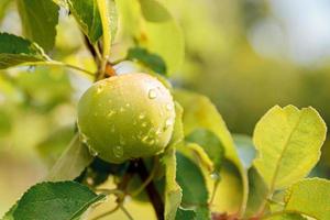 Manzana verde perfecta que crece en un árbol en un huerto de manzanas orgánicas. vista de otoño en el jardín de estilo rural. concepto de dieta de bebé vegetariano vegano de comida sana. El jardín local produce alimentos limpios. foto