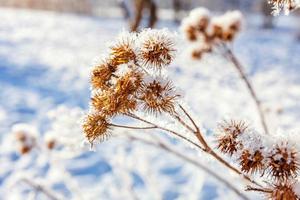 Frosty burdock grass in snowy forest, cold weather in sunny morning. Tranquil winter nature in sunlight. Inspirational natural winter garden, park. Peaceful cool ecology landscape background. photo