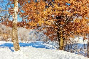 árboles helados en el bosque nevado, clima frío en la mañana soleada. tranquila naturaleza invernal a la luz del sol. jardín o parque de invierno natural inspirador. fondo de paisaje de naturaleza de ecología fresca y pacífica. foto