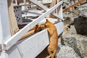 Two Yellow kittens playing outside. Two cat fight and play in stone photo