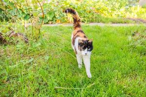 un hermoso gato atigrado doméstico de pelo corto y arrogante se cuela a través del fondo del prado de hierba verde fresca foto