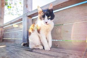 Arrogant short-haired domestic beautiful tabby cat sitting on wooden floor background photo