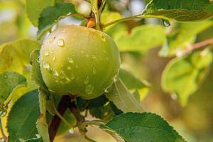 Manzana verde perfecta que crece en un árbol en un huerto de manzanas orgánicas. vista de otoño en el jardín de estilo rural. concepto de dieta de bebé vegetariano vegano de comida sana. El jardín local produce alimentos limpios. foto