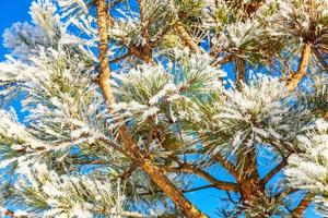 Frosty pine tree branch in snowy forest, cold weather sunny morning. Tranquil winter nature in sunlight. Inspirational natural winter garden or park. Peaceful cool ecology nature landscape background. photo