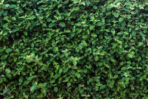 Green leaf texture. Leaf texture background on sunny day photo