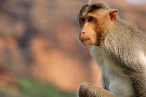 Bonnet Macaque Monkey in Badami Fort. photo