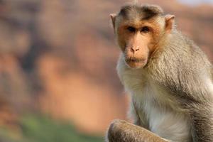 Bonnet Macaque Monkey in Badami Fort. photo