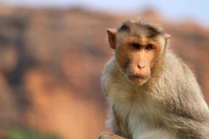 Bonnet Macaque Monkey in Badami Fort. photo