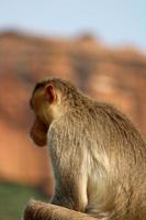 Bonnet Macaque Monkey in Badami Fort. photo