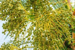 Cluster of green dates hanging from a date palm slowly ripening photo