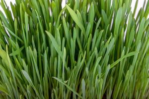 Germinated seeds of oat, green grass. photo