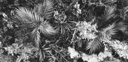 planta enredadera, vid o hiedra y pared de hojas para fondo en tono blanco y negro. papel tapiz natural o patrón natural en estilo monocromo. temporada de frescura foto