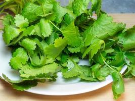 A bunch of coriander on a white plate. Useful product. Greens on the kitchen table . Lots of cilantro stalks photo