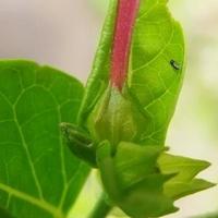 Little flies on the leaf photo