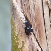 mariposa negra en el árbol foto