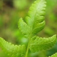 Close up green leaf photo