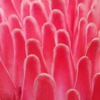 Close up pink flowers photo