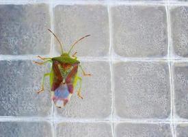 Green shield bug. Green stink bug photo. Insect in greenhouse. photo