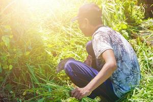 Tegal, Jawa Tengah, 2022 - a farmer cutting the weeds with a sickle photo