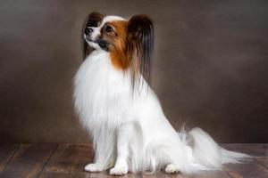 foto de estudio de un papillon adorable sobre fondo oscuro