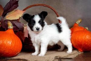 Cute Papillon puppy in a wicker basket with orange pumpkins and autumn leaves photo