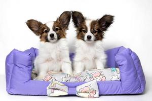 Two cute Papillon puppies sit on an animal pillow and look at the camera photo