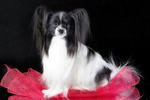 foto de estudio de un adorable papillon sentado y mirando curiosamente