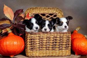 Three cute Papillon puppies in a wicker basket with orange pumpkins photo