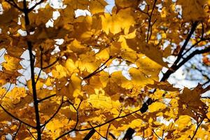 Autumn maple yellow leaves over three Background and sky.  Maple is the most widely recognized national symbol of Canada. photo