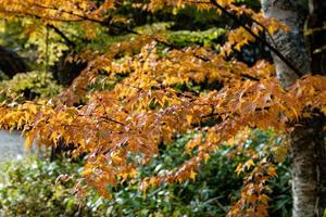 Autumn maple yellow leaves over three Background and sky.  Maple is the most widely recognized national symbol of Canada. photo