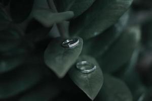 a pair of wedding rings on a leaf photo
