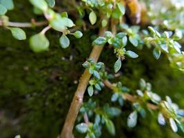 gratiola con hojas o hisopo de agua es una planta que pertenece a la familia scrophulariaceae es una suculenta con muchas reservas de alimentos glabra o una hierba rastrera sin pelo suave foto