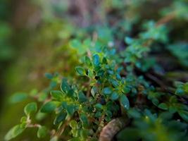 gratiola con hojas o hisopo de agua es una planta que pertenece a la familia scrophulariaceae es una suculenta con muchas reservas de alimentos glabra o una hierba rastrera sin pelo suave foto