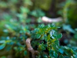Leaved Gratiola or water hyssop is a plant belonging to the family, Scrophulariaceae It is a succulent with lots of food reserves glabrous or a smooth, hairless creeping herb photo