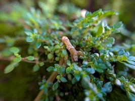 gratiola con hojas o hisopo de agua es una planta que pertenece a la familia scrophulariaceae es una suculenta con muchas reservas de alimentos glabra o una hierba rastrera sin pelo suave foto